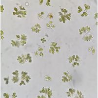 Dimorphococcus lunatus