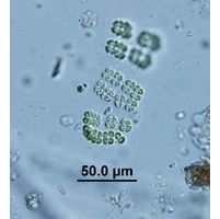 Dispora speciosa
