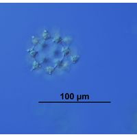 Ducellieria chodatii