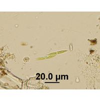 Fusola cf. viridis