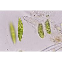 Fusola viridis