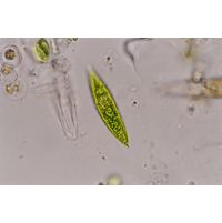 Fusola viridis