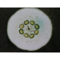 Gilbertsmithia
