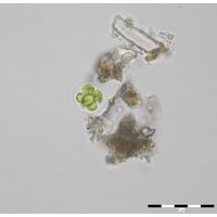 Heleochloris mucosa