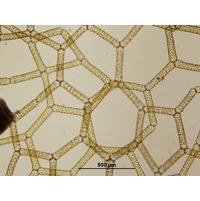 Hydrodictyon reticulatum