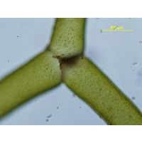 Hydrodictyon reticulatum