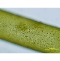 Hydrodictyon reticulatum