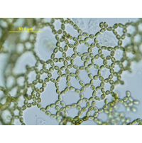 Hydrodictyon reticulatum