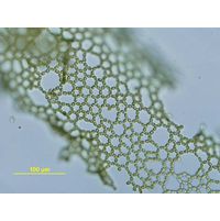 Hydrodictyon reticulatum