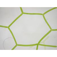 Hydrodictyon reticulatum
