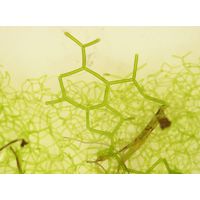 Hydrodictyon reticulatum