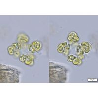 Kirchneriella contorta