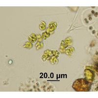 Kirchneriella lunaris