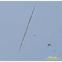 Monoraphidium