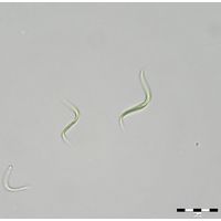 Monoraphidium contortum