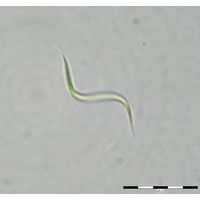 Monoraphidium contortum