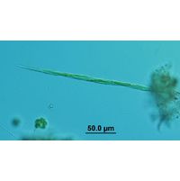 Monoraphidium griffithii