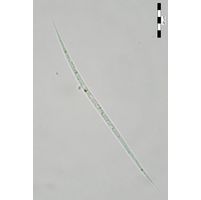 Monoraphidium komarkovae