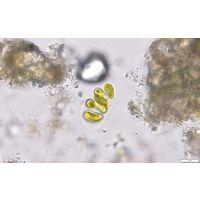 Nephrocytium