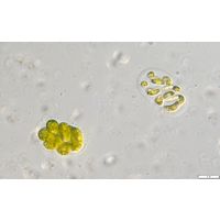 Nephrocytium