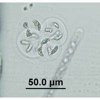 Nephrocytium limneticum