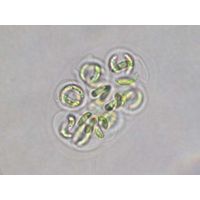 Nephrocytium