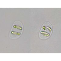Nephrocytium
