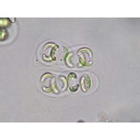 Nephrocytium