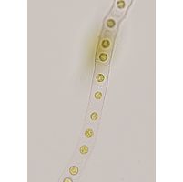 Palmodictyon varium