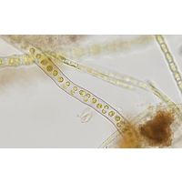 Palmodictyon varium