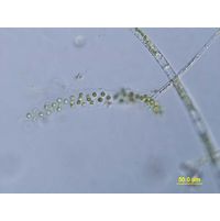 Palmodictyon