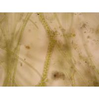 Palmodictyon varium