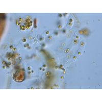 Palmodictyon viride