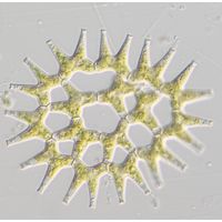 Lacunastrum gracillimum