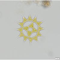 Monactinus simplex