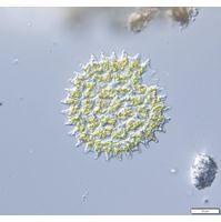 Pediastrum angulosum