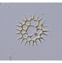 Lacunastrum gracillimum