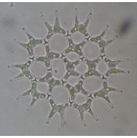 Lacunastrum gracillimum