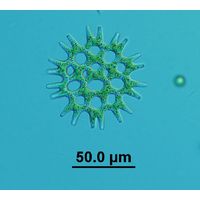 Lacunastrum gracillimum