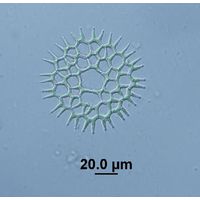 Lacunastrum gracillimum 