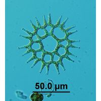 Lacunastrum gracillimum