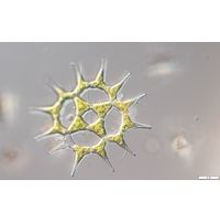 Monactinus simplex