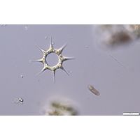Monactinus simplex