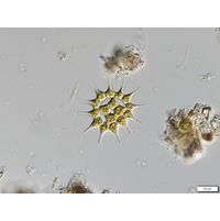 Monactinus simplex