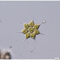 Monactinus simplex var. echinulatum