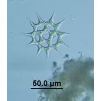 Monactinus simplex