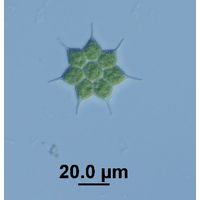 Monactinus simplex var. echinulatum