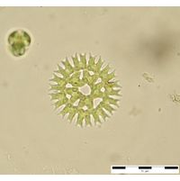 Parapediastrum biradiatum