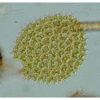 Pediastrum angulosum