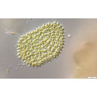 Pediastrum angulosum